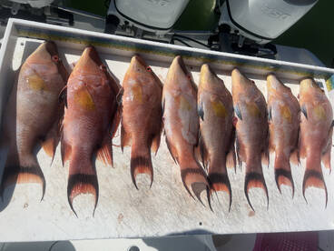 Boca Ciega Bay Report Photo 4