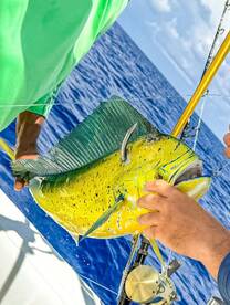 West Bay Report Photo 2