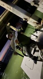 Lure fishing for trout 