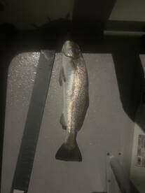 Aransas Bay Report Photo 1