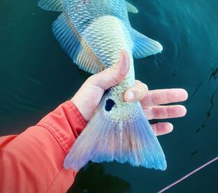 Palmetto Report Photo 1