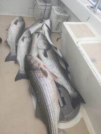 Montauk Report Photo 1