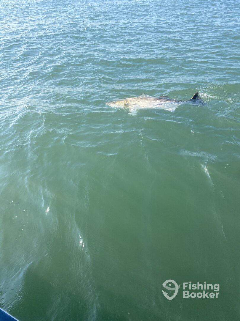 Barnegat Light Report Photo 0