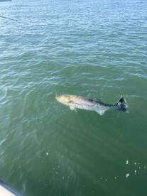 Barnegat Light Report Photo 1