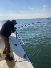 Mega size striped bass today