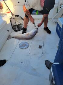 Galveston Report Photo 2