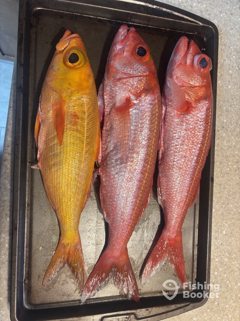 Kailua-Kona Report Photo 0