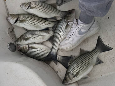 Hybrid StripedBass Action