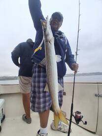 Sand Bass, Barracuda and Calico Bass- wi