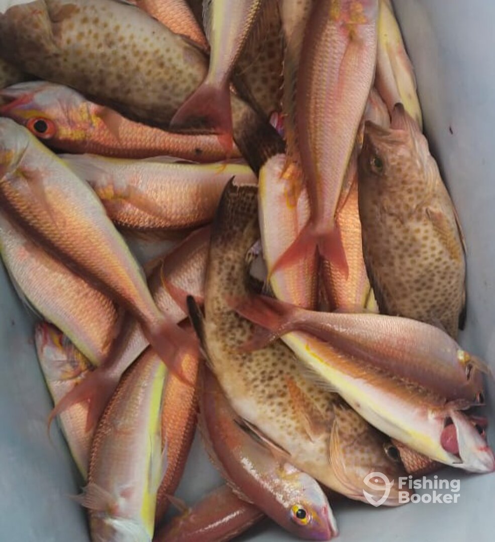 Fujairah Report Photo 0