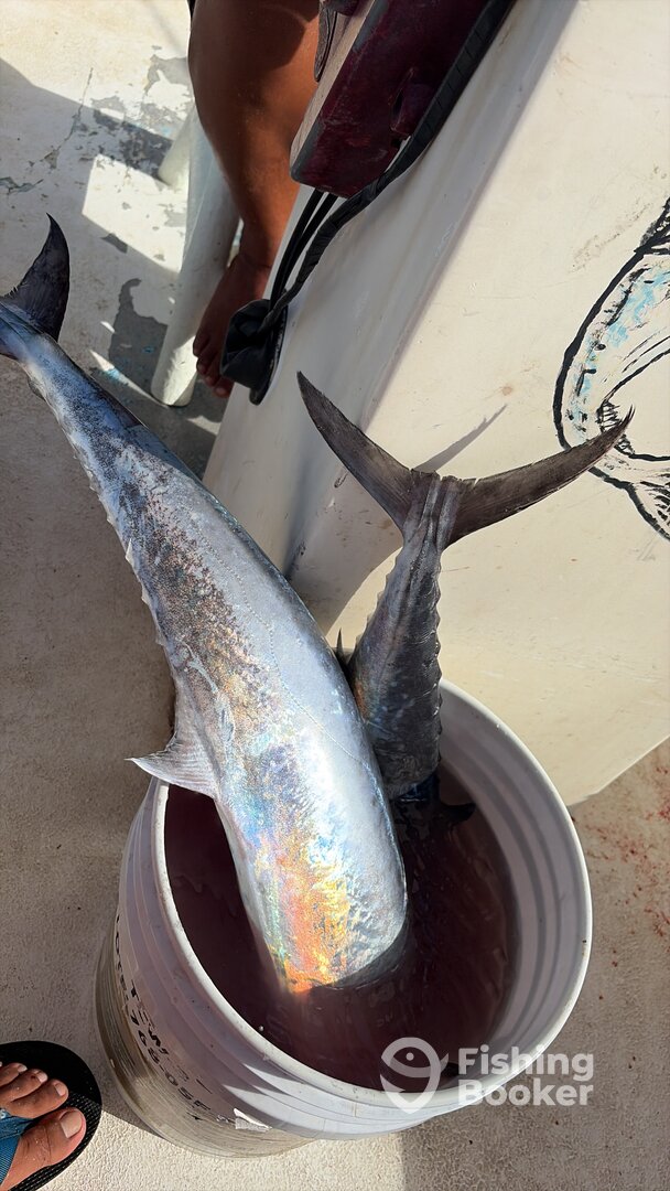 Puerto Morelos Report Photo 0