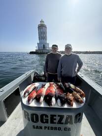 California sheephead biting good  