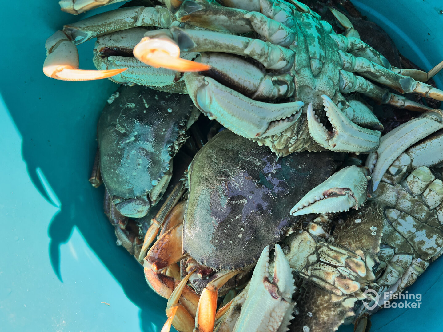 California Delta Report Photo 0