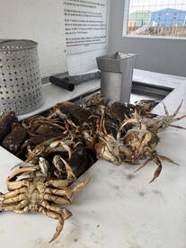 Garibaldi Report Photo 2