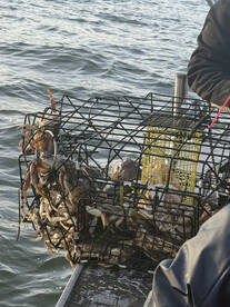 Garibaldi Report Photo 1