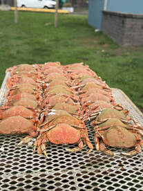 Garibaldi Report Photo 2