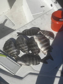 Sheaphead for dinner 