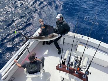 Sailfish pouring through 
