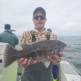 Incredible tog bite continues 