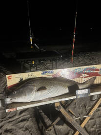 Creole Report Photo 2