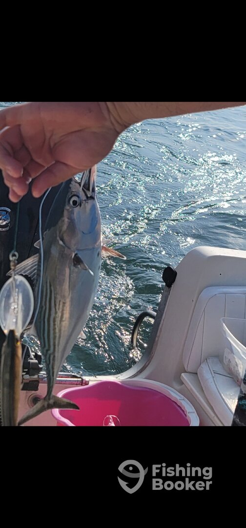 Nayarit Report Photo 0