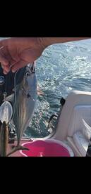 Skip jack tunas day. Fight of sailfish 