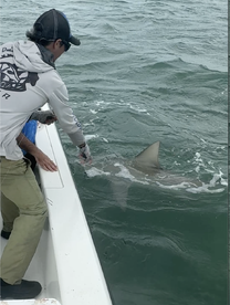 Bull shark on the lake and bay