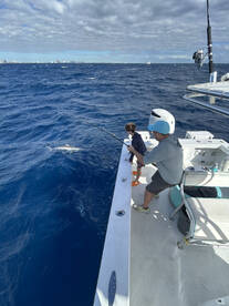 Sharks are showing up