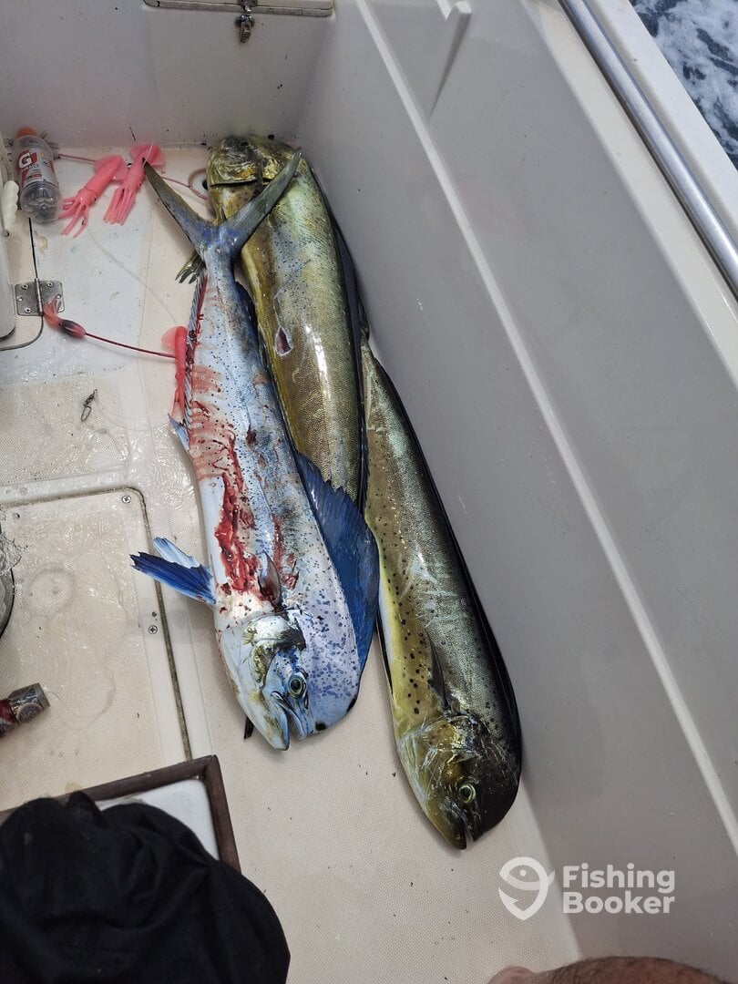 Costa Rica Report Photo 0