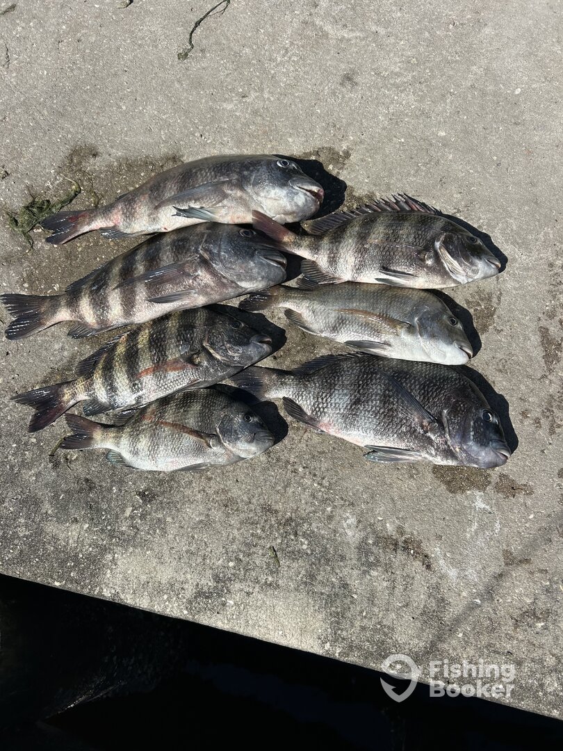 Punta Gorda Report Photo 0