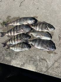 Sheephead on fire??????