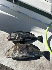 South Carolina Report Photo 2