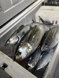 Miami Report Photo 2