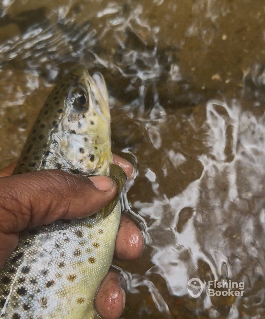 Atlanta Report Photo 0