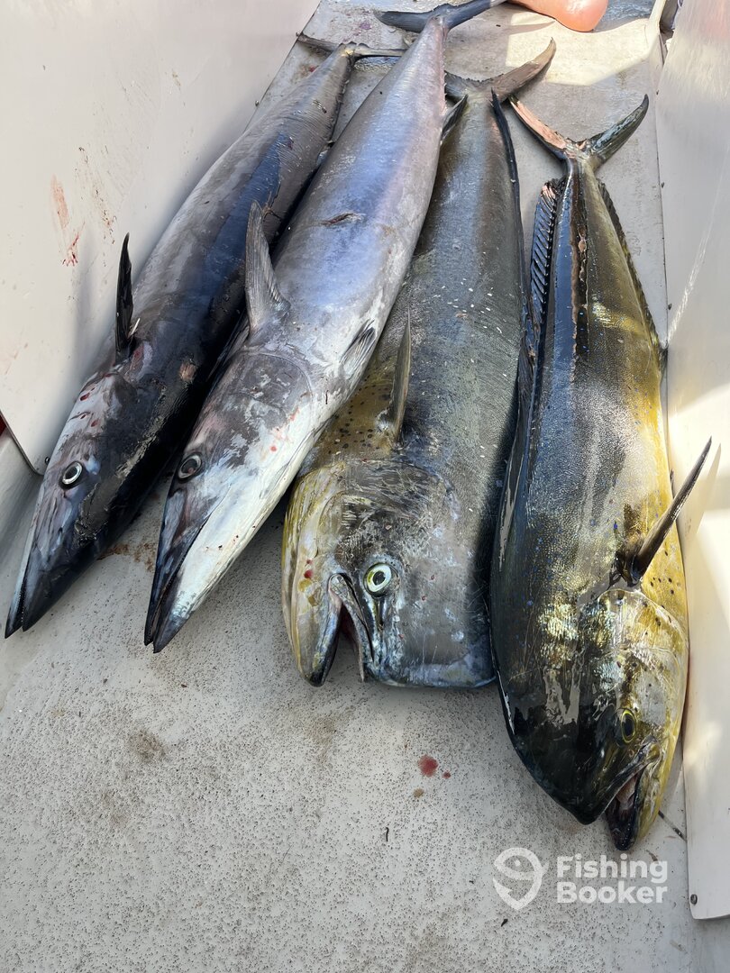 Mombasa Report Photo 0