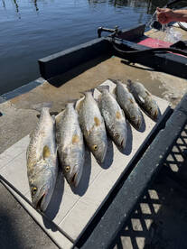 Awesome trout bite!!!