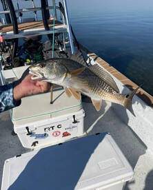 Steinhatchee River Report Photo 4