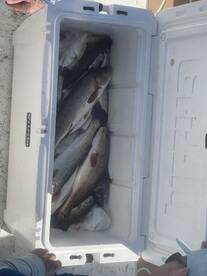 Steinhatchee Report Photo 1