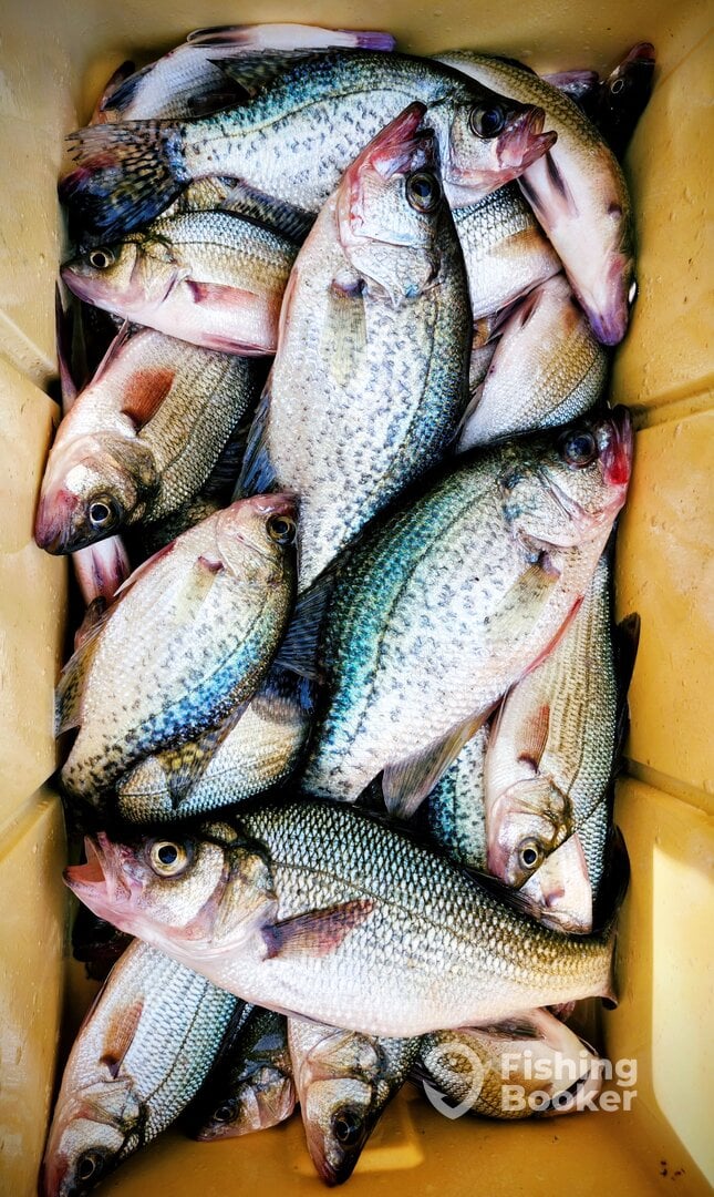 Nice Cooler full of crappie/perch