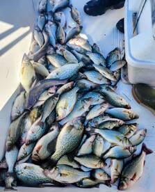 Cooler Full of Crappie & Perch 