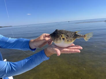 Snook, Redfish & Trout Action – Triples 