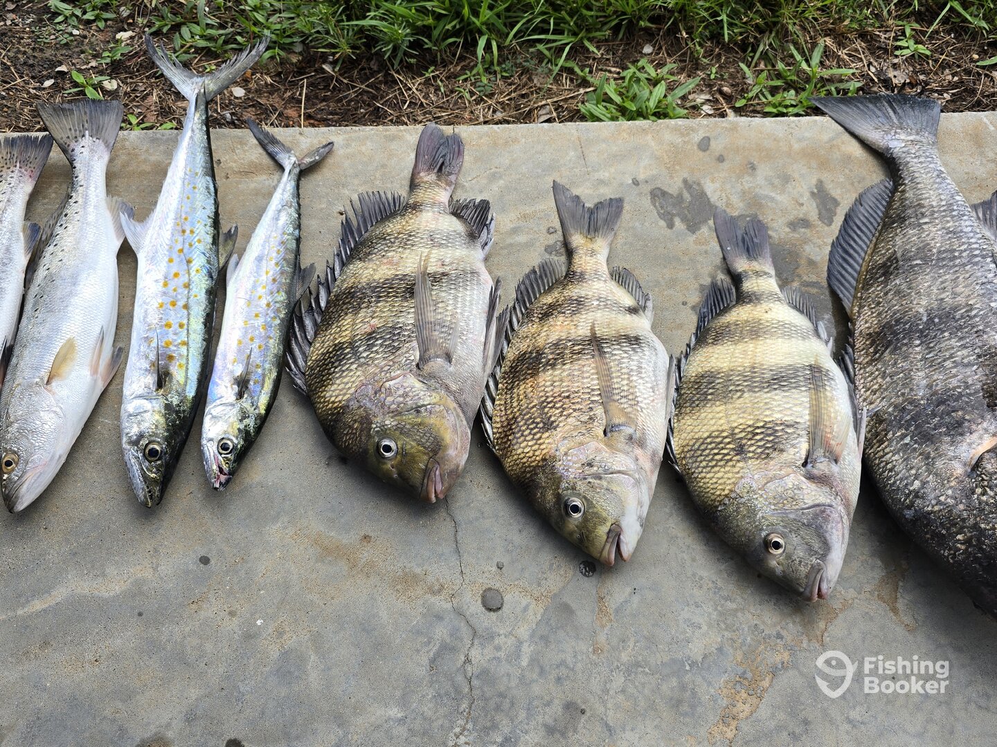 D'Iberville Report Photo 0