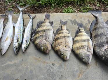 Chandeleur Islands Report Photo 1