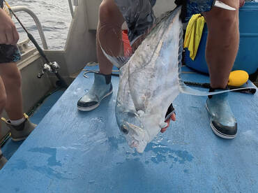 Haleiwa Report Photo 2