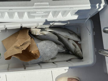 Shady Side Report Photo 1