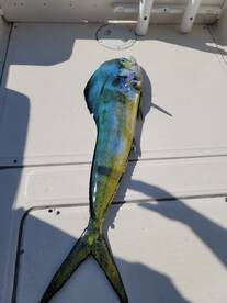 Nayarit Report Photo 1