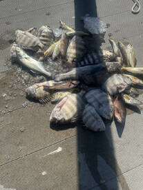 Trout bite is on Fire