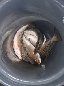 Sneads Ferry Report Photo 2