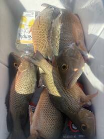 Mangrove Snappers, Goliath Grouper, and 
