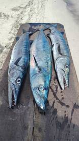 3 horas fishing trolling 